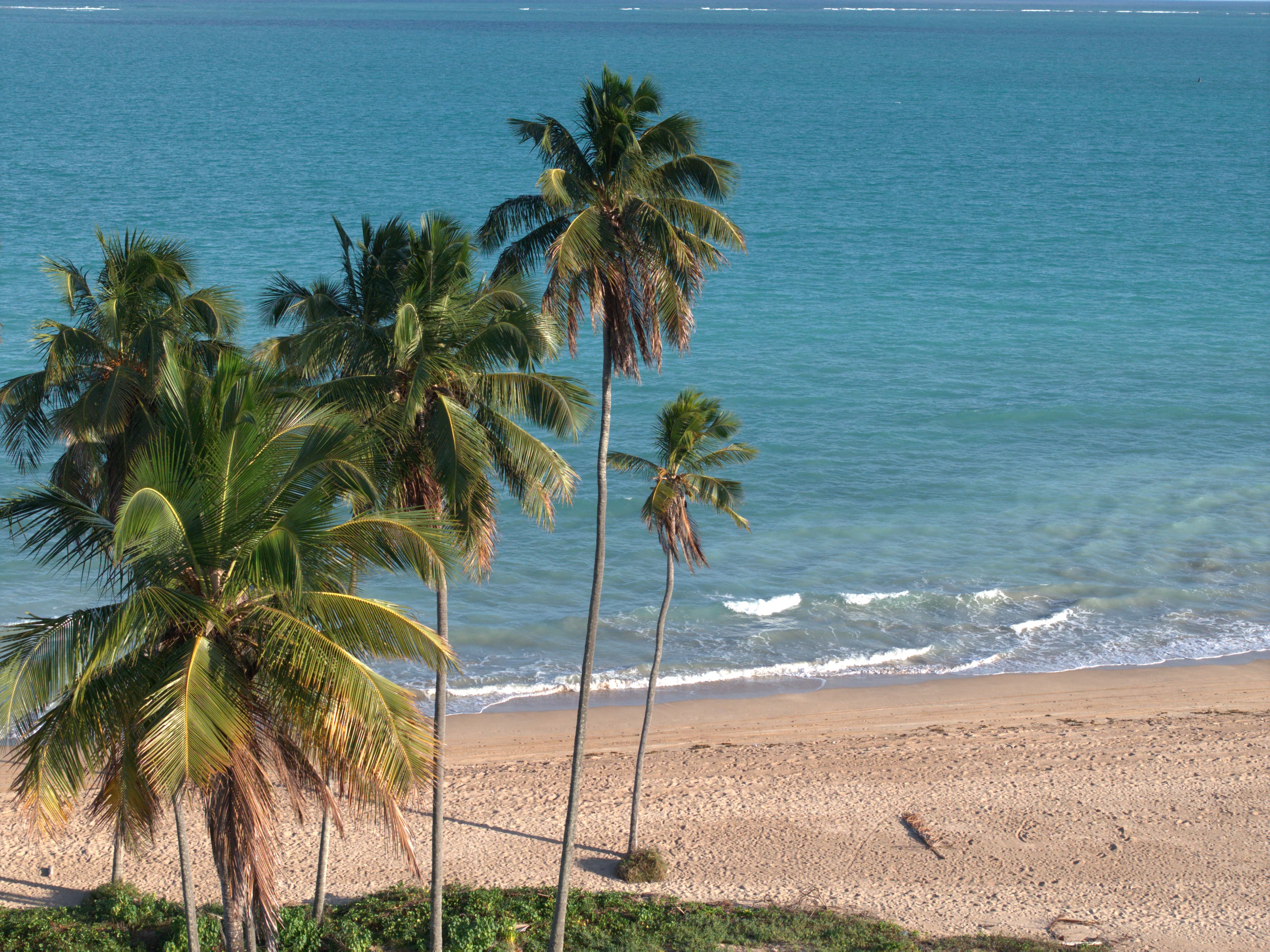 Coqueiros no litoral sul de Alagoas